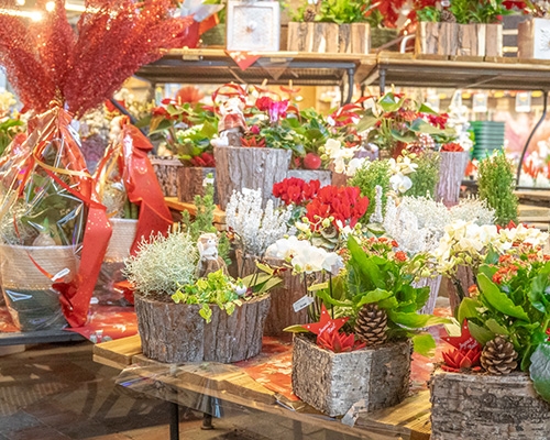 Montages floraux de Noël en pots sur une table boisée.